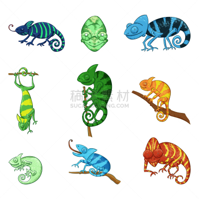 变色龙,注视镜头,彩色图片,食品,蜥蜴,动物,舌头,爬行纲,坐,着色