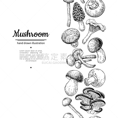 分离着色,食用菌,国境线,香菇,蔬菜,Porcini Mushroom,配方,食品,画画,烹调