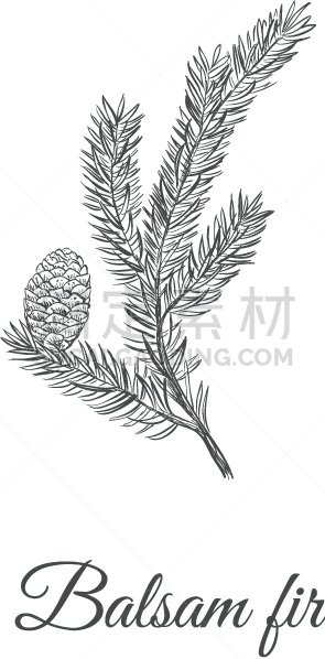 陈醋,杉树,草图,分离着色,图像,枝,芳香疗法,绘制,复古