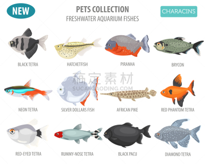 鱼类,淡水,图标集,水族馆,水下,图像,脂鲤,矢量,动物