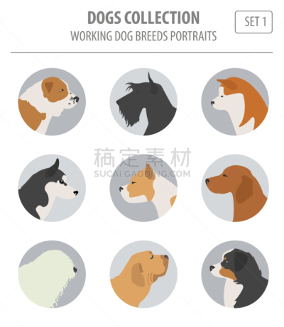 分离着色,狗,纯种犬,梗犬,纽芬兰,图像,沙皮狗,杜宾犬,牛头梗,收集