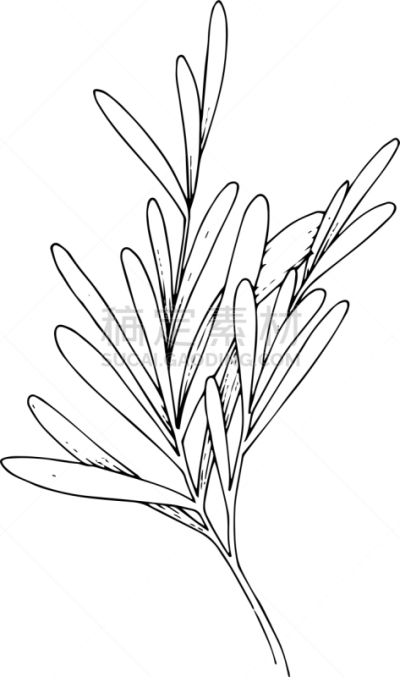 草本,叶子,黑白图片,配方,清新,食品,壁纸,花,烹调