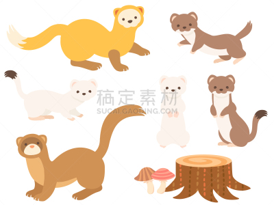 小的,动物,绘画插图,伶鼬,貂鼠,白鼬,鼬,苗条,可爱的,侧面
