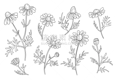 乱画,黑色,植物学,甘菊,雏菊,墨水,白色背景,动物手,枝,自然界的状态