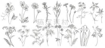 绘画插图,草图,草药,健康保健,草本,动物手,花,复古,绘制,收集