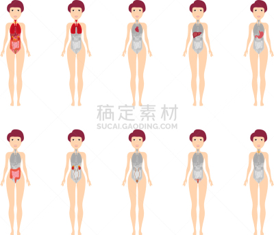 人,美因河,女性,平坦的,数字12,内分泌系统,生物学,健康保健