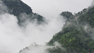   青山上有雾的雨林