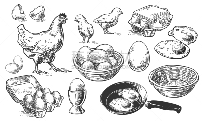草图,鸡,农业,菜单,清新,背景分离,食品,母鸡,复古风格,坏掉的
