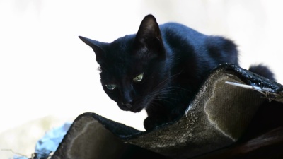 黑猫