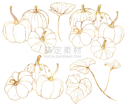传统,线条画,绘画插图,黄金,秋天,南瓜,叶子,矢量,枝,分离着色