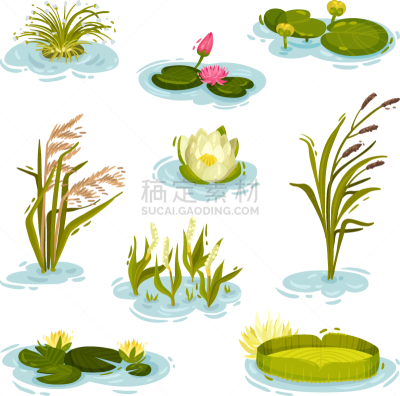 芦苇,睡莲,水,清新,环境,植物群,公园,池塘,草,布置