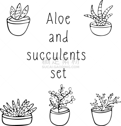 a set succulents and scarlet in pots