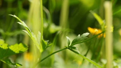 黄色的花。全高清与电动滑块。