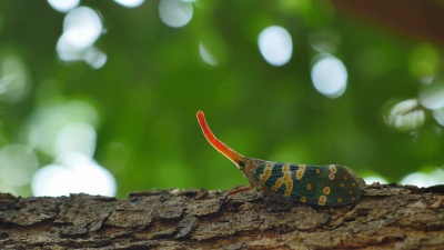 龙眼树上的Fulgora Candelaria Linnaeus。