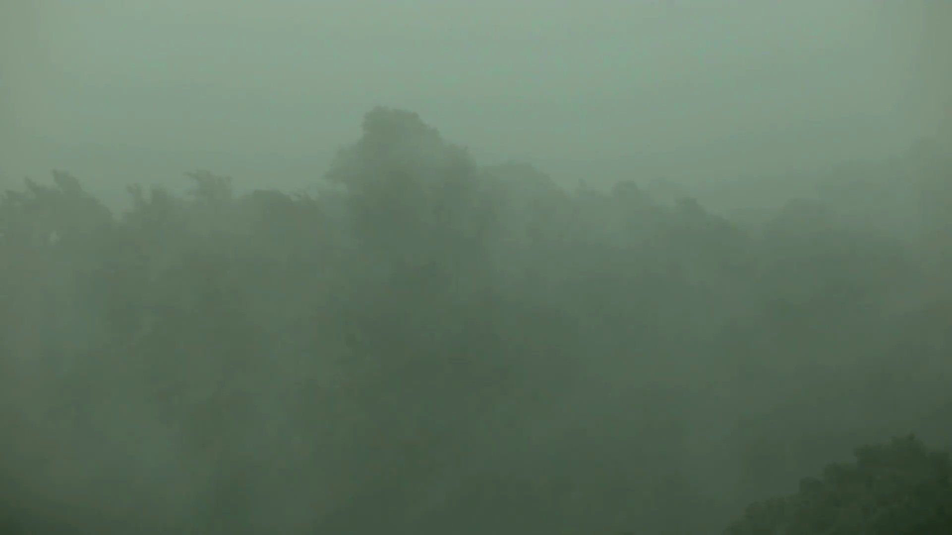 大雨和大风摇晃着树木。飓风。