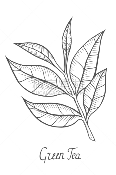 叶子,绿色,茶树,白色,斯里兰卡,自然,清新,食品,离开