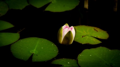 睡莲开花时间