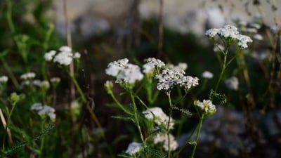 药用草本植物-阿奇利(AChillea Millefolium)，亚罗兰(Yarrow)