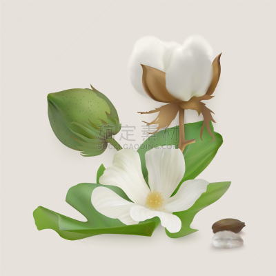 cotton stages