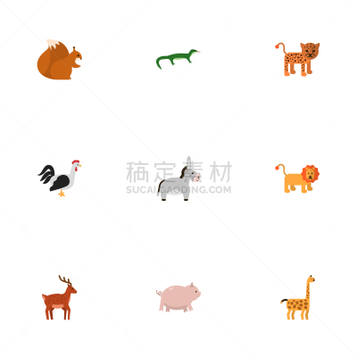 野猫,猪,平坦的,可爱的,自然,非洲,熏猪肉,热带雨林,粉色