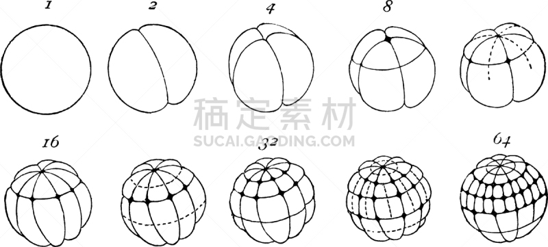 卵子,蛙,白色,矢量,图像,雕刻图像,黑色,复古,分割
