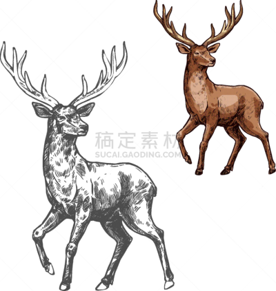 哺乳纲,动物,鹿,草图,野外动物,马鹿,自然,动物园,野生动物,驯鹿