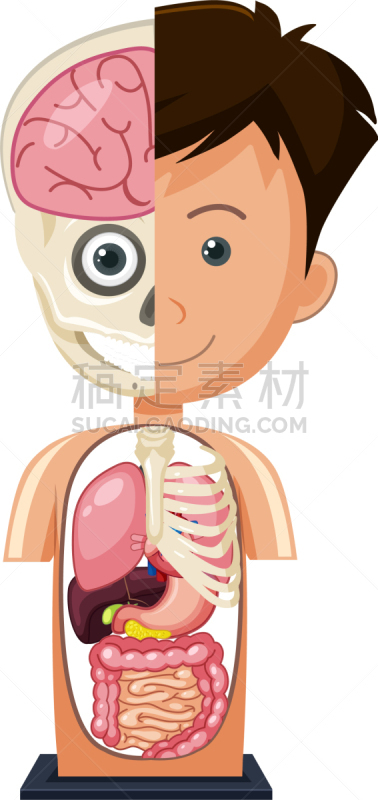 白色背景,解剖模型,分离着色,白色,生物学,矢量,健康保健,人,男人