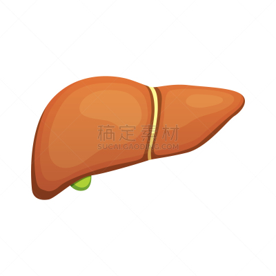 健康保健,肝脏,胆汁,人,白色,顺序,科学,生病