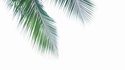 棕榈树顶端