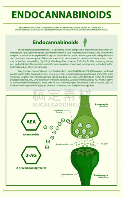 信息图表,垂直画幅,健康保健,心肺系统,替代医药,分子,受体,舌下,淋巴系统,神经科学