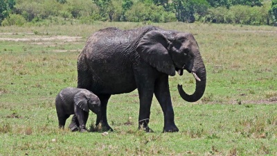 非洲大象，非洲Loxodonta africana，母亲和小牛，肯尼亚马赛马拉公园，实时 