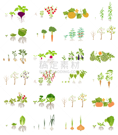 蔬菜,水果,图标集,健康食物,农业,有机食品,清新,食品,图像,收集