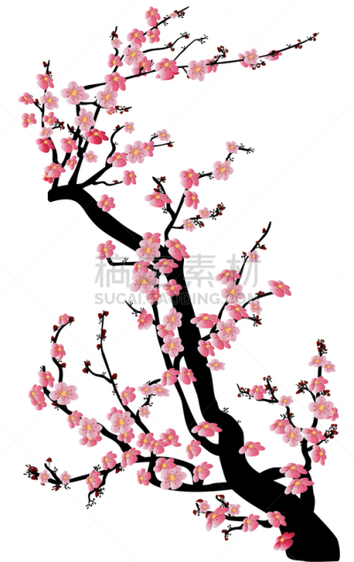 水彩画,花朵,樱之花,背景,边框,分离着色,白色,矢量,图像,花