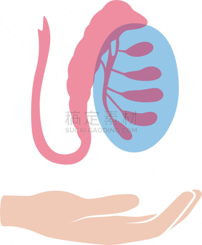 男性生殖系统,生物学,健康保健,睾丸,门诊部,品牌名称,人类的生殖器官,人类腺体,顺序
