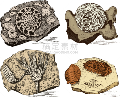 史前时代,化石,动物骨骼,三叶虫,寒武纪,生物学,螺线,已灭绝生物,动物