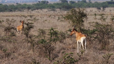 hartebeest，alcelaphus buselaphus，牛群站在萨凡纳，马赛马拉公园，肯尼亚，实时 