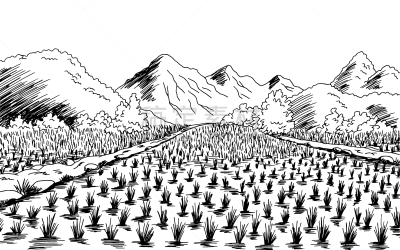 白色,地形,矢量,草图,黑色,田地,绘画插图,稻,插画,农业
