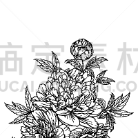 牡丹,墨水,背景,请柬,周年纪念,纺织品,铅笔,植物群,婚礼,复古