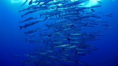 海下黑鳍梭鱼群的探讨