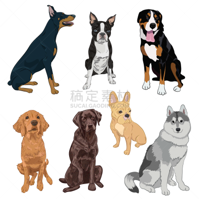 狗,白色,分离着色,伯恩山犬,狗屋,纯种犬,坐,收集,剪影,服从