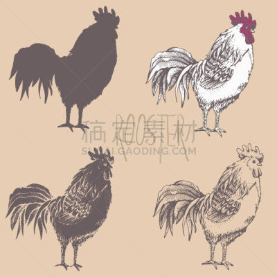 小公鸡,侧面像,草图,轮廓,分离着色,新年,创造力,站,复古