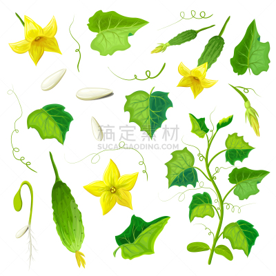 叶子,植物,蔬菜,黄瓜,种子,形态学,熟的,秧苗,健康食物,花
