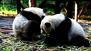 一群大熊猫熊食竹笋