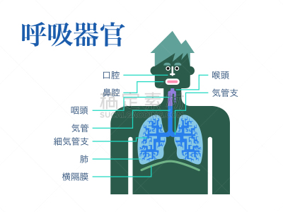 简单,绘画插图,日本,白色背景,呼吸系统,部分,品牌名称,生物学,鼻腔