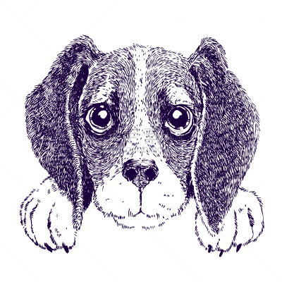 比格犬,小狗,草图,宠物,矢量,图像,狗,绘制