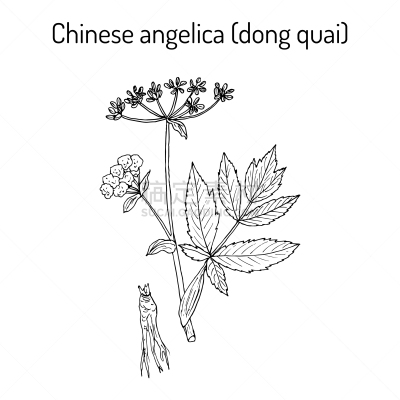 人参,雌性动物,当归,生物学,有机食品,精力,自然,传统