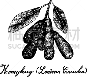 草图,动物手,热带水果,黑色,自然,图像,矢量,日本,加拿大,绘制