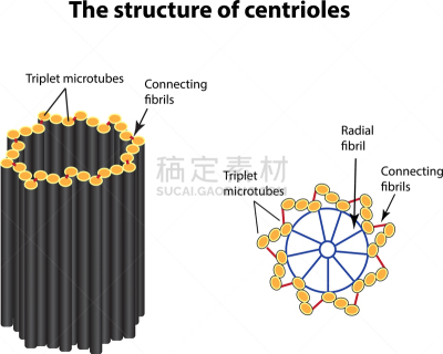 建造物,生物学,微生物学,静脉滴注,健康保健,细胞质,溶酶体,分子,动物