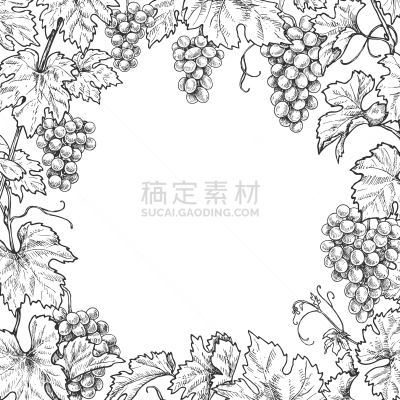 葡萄,枝,单色调,边框,正方形,农业,含酒精饮料,食品,复古,绘制