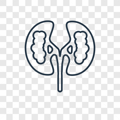 直的,分离着色,概念,肾脏,计算机图标,生物学,健康保健,药,人类腺体,透析过滤器